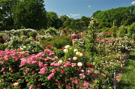 Maybe you would like to learn more about one of these? Rose Garden In Bloom | Everything is blooming right now in ...