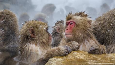 Animal homosexuality and natural diversity paru en 1999, le chercheur bruce bagemihl affirme que des comportements homosexuels animaux ont été observés chez près de 450 espèces animales (essentiellement des espèces qui ont peu de dimorphisme sexuel), dans chaque grande zone géographique et chaque. Lo que tienes que saber sobre la homosexualidad en el ...