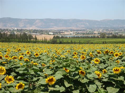 הוותק והניסיון של עשרות השנים מאפשר לנו להעניק. ארכיון מועצת עמק יזרעאל