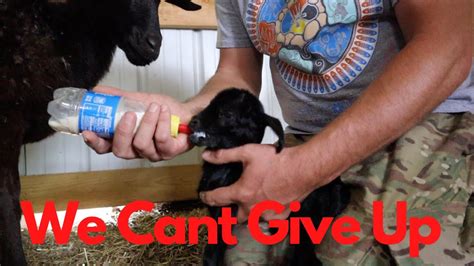 How to give your baby a bath. We're Doing All We Can To Save This Baby Goat's Life ...