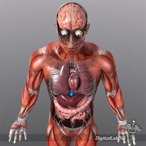 Male anatomy ref, adam skutt. Human Male Anatomy 3D Model MAX OBJ FBX C4D LWO LW LWS MA ...