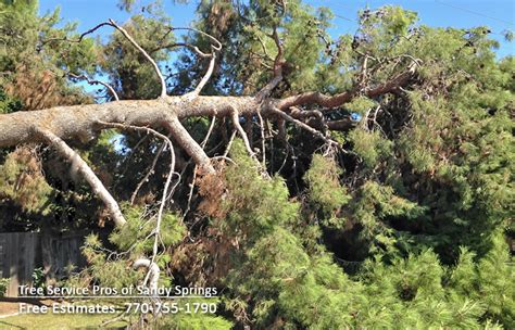Gordon pro tree service buford is tree removal, pruning, grading, stump grinding, more. Tree Service Woodstock GA | Removal | Trimming | Pruning