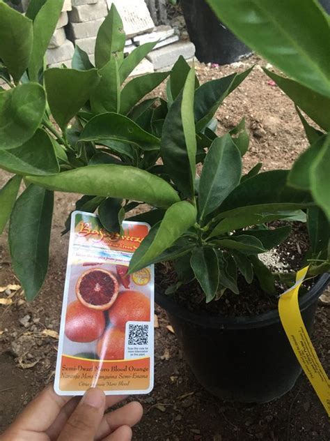 Patio fruit trees for pots and containers these naturally dwarfing trees are ideal for containerisation; Fruit trees for Sale in Riverside, CA - OfferUp
