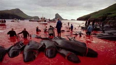 The faroese legislation also permits the hunting of certain species of small cetaceans other than pilot whales. Petition · End the Faroe Islands' Whale Slaughter ...