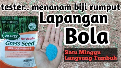 14 langkah praktis cara menanam rumput gajah mini. Cara menanam benih/biji rumput agar cepat tumbuh - YouTube