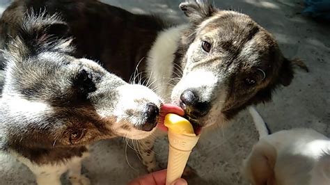 Last year ben & jerry's was the top selling ice cream brand in the united states with over $800 million dollars in sales. My dogs sharing an ice cream cone - YouTube