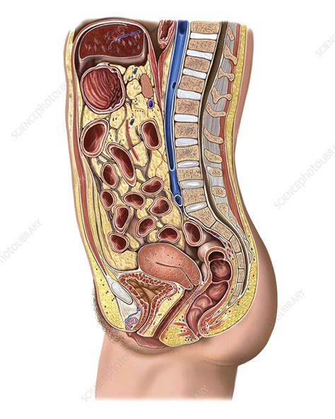 Learn about abdomen anatomy with free interactive flashcards. Abdomen and Pelvis, artwork - Stock Image - C021/2417 ...