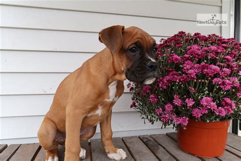 It's always going to be difficult to know exactly what a crossbreed puppy will look like. Cody: Boxer puppy for sale near Grand Rapids, Michigan ...