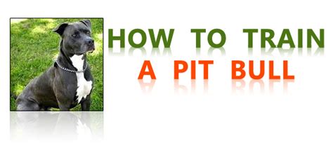 A pit bull is a general term for the american pit bull terrier or the american staffordshire terrier. Pitbull Training, History, Breed Information and more