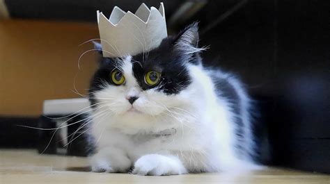 You know how some cats are really independent and hardly talk to you? Bad Advice On Family-Destroying Cat Worship | by The ...