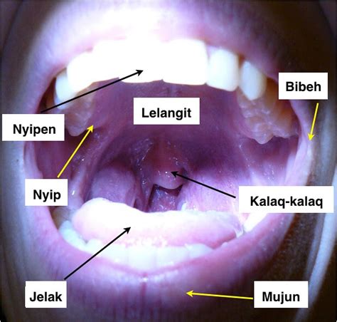 Maybe you would like to learn more about one of these? Anatomy Special Series Pt 6-8 The Mouth (Bebak) | Melanau