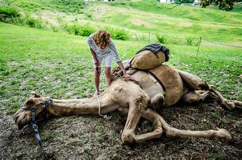 Douglas was not the only camel in the united states during the civil war. Marian's Hunting Stories, etc., etc., etc...: Portraying ...