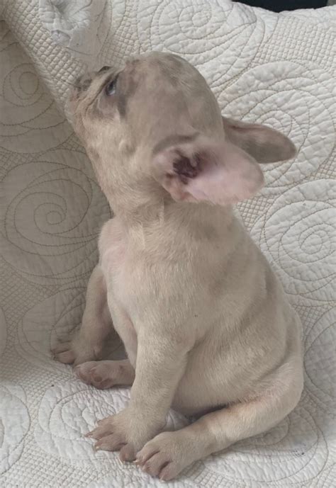 It is a vital requirement for them to be to be more specific, the cost of a lilac french puppy can start from $20,000 and above. SOLD-Oscar Lilac Merle French Bulldog Male - The French ...