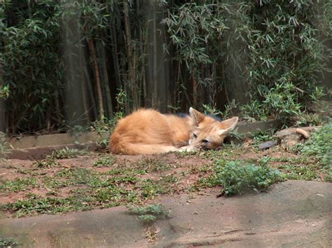 Another type of bird : maned wolf sao paulo zoo - ZooChat