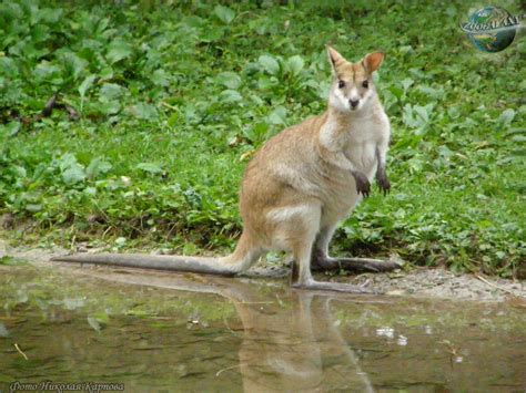 We did not find results for: Ualabí ágil | Fotos y descripciones de los animales | el ...