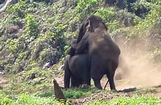 sex having elephants thailand