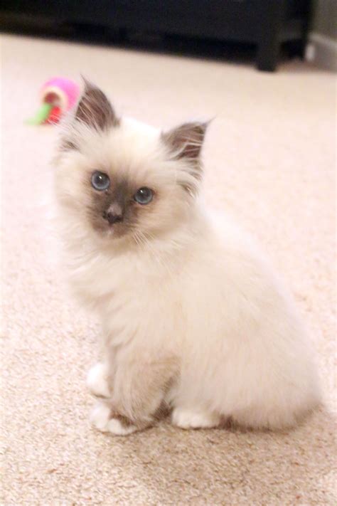 No worries, you can still adopt a cat. Ragdoll Balinese Hypoallergenic Cats