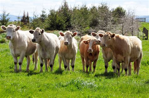 This is due to newswire licensing terms. US beef producers leapfrog NZ for China access in new ...