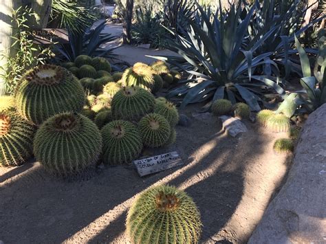 Cactus jack's bar & grill 3.7 km. Palm Springs Nursery Plants