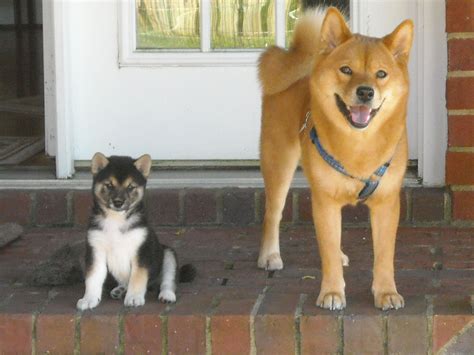 A solid black shiba inu does not exist. Black and Tan Shiba Inu puppy named Romeo and his older ...