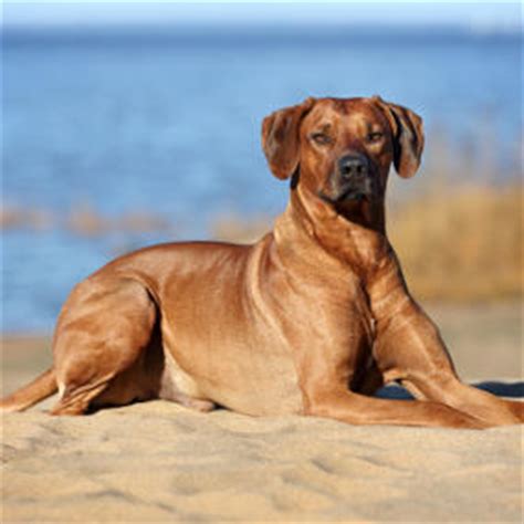Belgischer Schäferhund: Wesen, Charakter, Infos » futalis.de