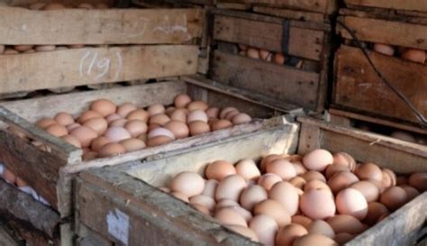 Dalam beternak ayam kate ada banyak hal yang diperhatikan. Mengenal Lebih Dekat Telur Infertil