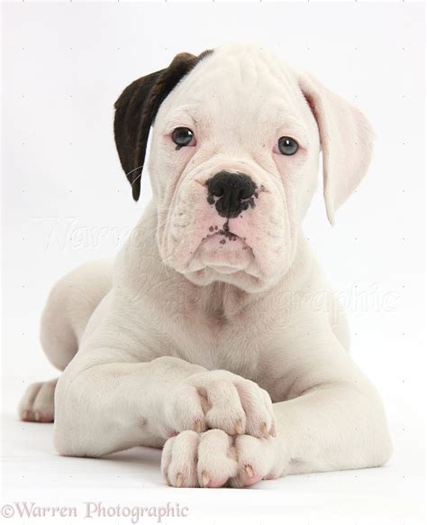 Find your new family member today, and discover the puppyspot difference. Dog: Black eared white Boxer puppy photo WP39325
