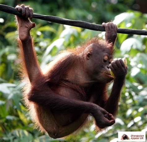 19.06.2009 sepilok orang utan centre (borneo/malaysia). Sepilok Orangutan Sanctuary On Lockdown | CodeBlue