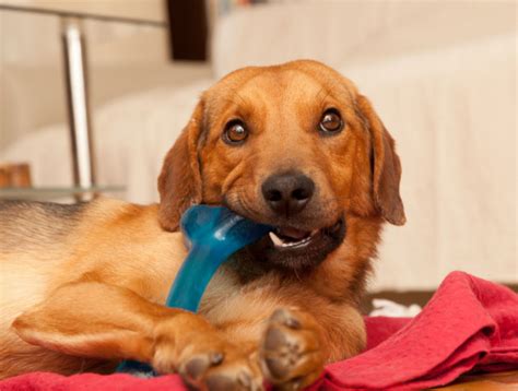 A professional dog walking service. Trenton Pet Dentists | Dog Teeth Cleaning