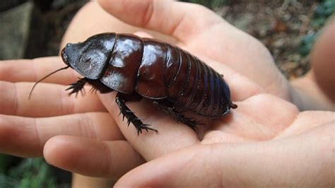 American cockroaches are reddish brown with a yellowish figure 8 pattern on the back of their head. GIANT Burrowing Cockroach from Queensland, Australia ...