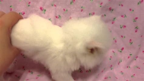 When enquiring about a bengal kitten, please tell us a bit about yourself and the home you can offer one of our bengal kittens, including who lives at home, working hours, children etc. Cupcake Teacup Female Solid White Persian Kitten For Sale ...