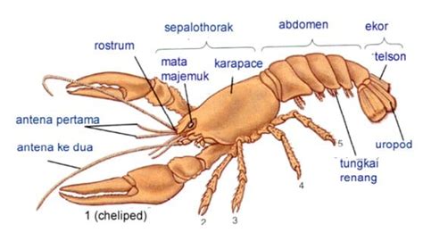 17 tahun 2010 tentang pengelolaan dan penyelenggaraan pendidikan bahwa kursus dan pelatihan diselenggarakan bagi masyarakat dalam rangka untuk mengembangkan kepribadian. Apa itu arthropoda dan bagaimana cara pengelompokkannya ...