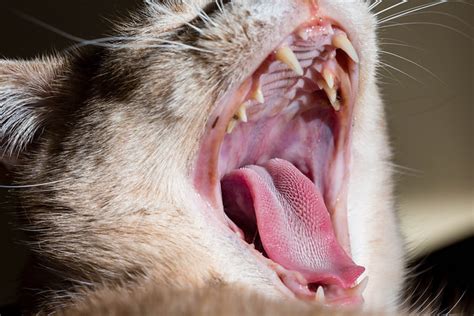 Although many cases of our morning breath can be solved with a a cat's teeth and gums (aka gingival tissue) have naturally occurring bacteria. Why Is My Cat Drooling?