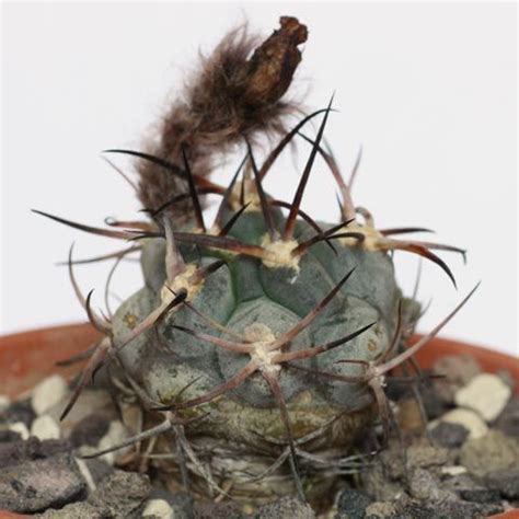 It is a oreocereus celsianus or more commonly known as the 'old man of the andes' due to the fluffy white hair designed to protect the plant from intense sunlight and extreme temperatures. Cactus y suculentas identificación | Cactus y suculentas ...