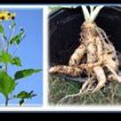 Jerusalem artichokes are propagated from whole or cut tubers. Jerusalem artichoke plant (Tuberous sunflower). | Download ...