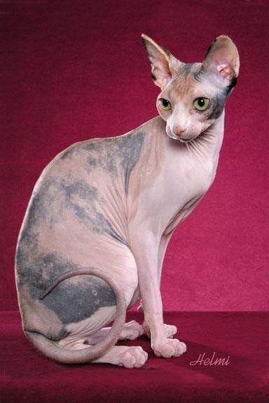 Kucing bambino merupakan jenis kucing tanpa bulu yang dihasilkan dari perkawinan antara nah, itulah 8 jenis kucing tanpa bulu yang ada di dunia. MyRoom: Sphynx, Si Kucing Tanpa Bulu