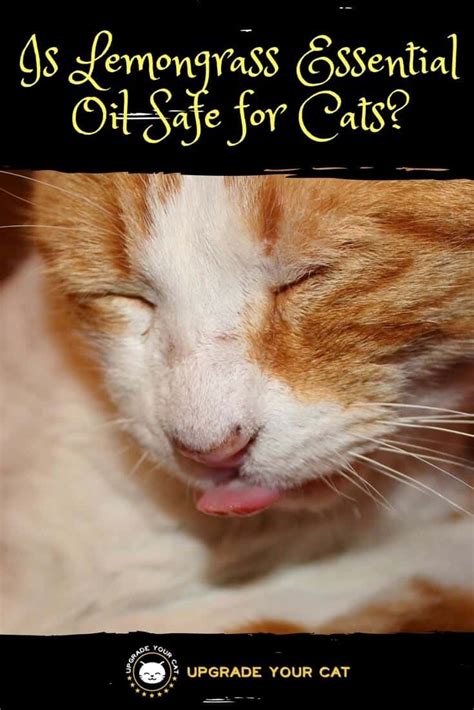 Hence we suggest using them in moderation to keep a safe environment as for kittens, elderly cats, or cats who have liver or respiratory problems, you need to keep him or her out of any room where essential oil diffusers. Is Lemongrass Essential Oil Safe for Cats? - Upgrade Your Cat