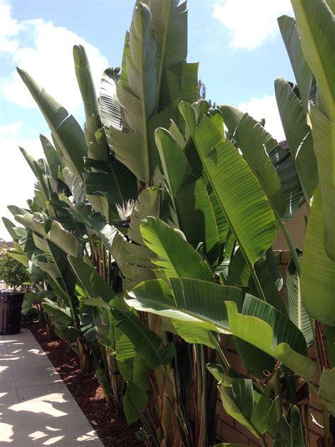 Simply put, habitat provides all the essentials that birds need to. landscape, giant birds of paradise #altadelmar | Outdoor ...