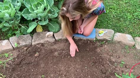 Zucchini or zucchinis), courgette (/kʊərˈʒɛt/; How to Plant Squash & Zucchini - YouTube