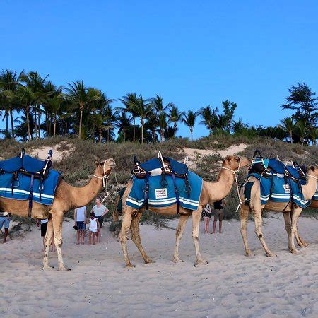 Want to go on a camel safari in india? Broome Camel Safaris - 2018 All You Need to Know Before ...