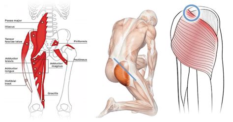The pectineus and iliopsoas muscles are responsible for movement at the hip and are. The Key To Your Lower Back Pain Is In The Hips - Try These ...