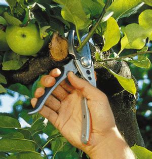 Prune out any dead wood, diseased wood, and crossing branches. Spraying and Pruning Fruit Trees and Fruit Bushes ...