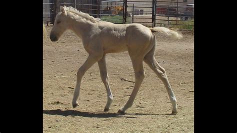 Dunalino merrie leuns velds donnatella. DUNALINO COLT DASH FOR CASH RUNNING BRED FAST & ATHLETIC ...