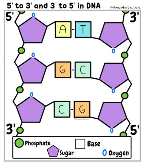 Worksheets are amoeba sisters answer key, amoeba sisters genetic drift answer keys epub, amoeba sisters video recap photosynthesis and amoeba sisters speciation trig missing side letter to friend about hobby cricket sight word tracing o words phonic ch sound pictures with. Fajarv: Protein Synthesis Summary Worksheet Amoeba Sisters ...