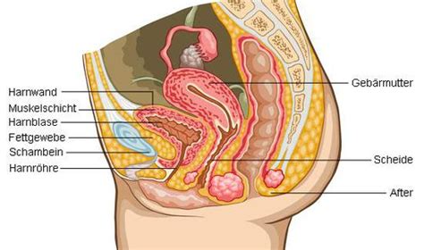 Neben einem umfangreichen gesundheitscheck steht bei diesem termin die. Weibliche Geschlechtsorgane - netdoktor.at