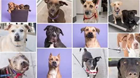 Adopters age 60+ can receive half priced adoption fees when adopting cats and dogs 6 years or more or rabbits 4 years or older. Dogs rescued after Hurricane Maria in Puerto Rico up for ...