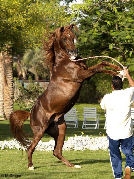 Mein neues pferd ️ pferd kaufen fma #3 erste bodenarbeit etc. Der Traum vom eigenen Hengst