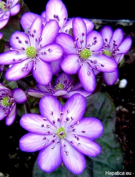 There are many rare flowers all over the world, which may or may not shy away from people's eyes. Beautiful and Unique Flower You Should Have In Your Garden ...