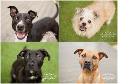 A note about adopting kittens! adoptable dogs in raleigh, available at the SPCA of Wake ...