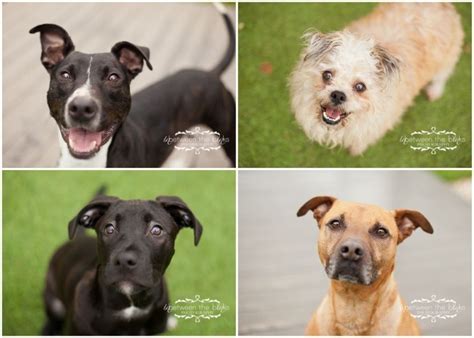 If you're someone who likes to get out of the house, having a dog is an excellent option. adoptable dogs in raleigh, available at the SPCA of Wake ...